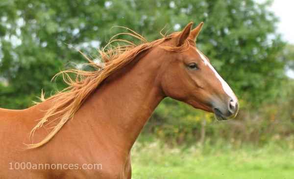 Animaux, Adoption, Plantes
