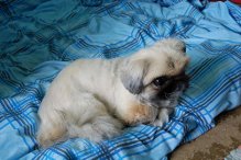 Animaux, Adoption, Plantes