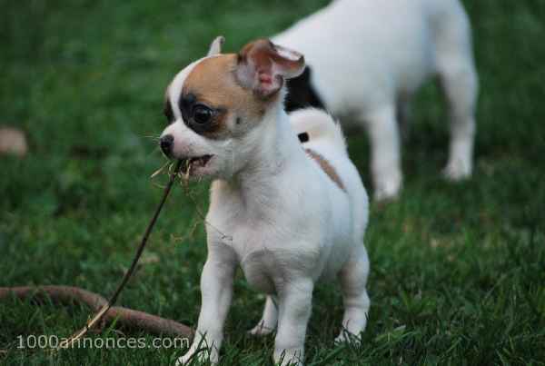 Animaux, Adoption, Plantes