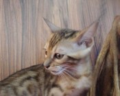 Animaux, Adoption, Plantes