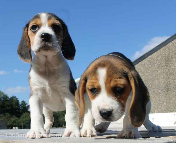 Animaux, Adoption, Plantes