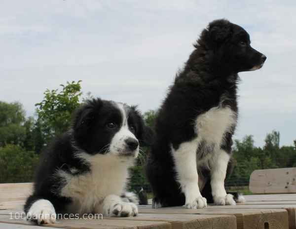 Animaux, Adoption, Plantes
