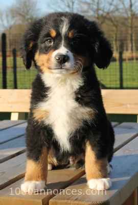 Animaux, Adoption, Plantes