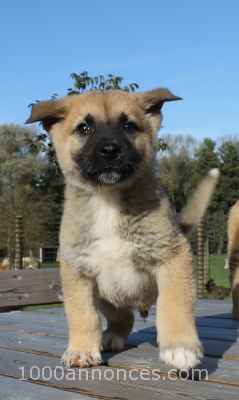 Animaux, Adoption, Plantes