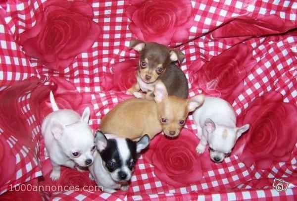 Animaux, Adoption, Plantes