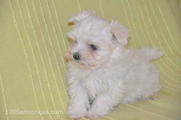 Animaux, Adoption, Plantes