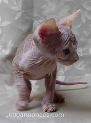 Animaux, Adoption, Plantes