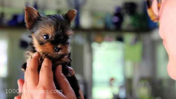 Animaux, Adoption, Plantes