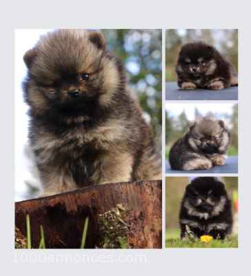 Animaux, Adoption, Plantes